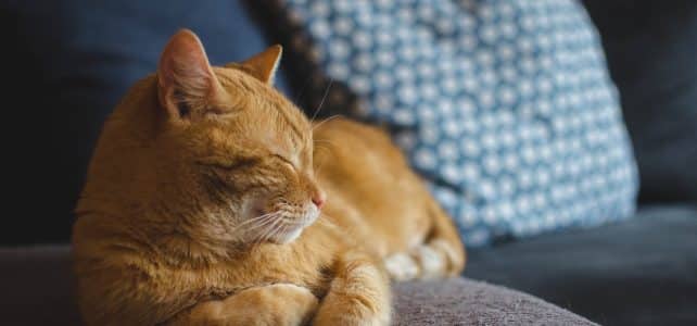 Quelle est la meilleure assurance pour chat ?